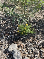 Xanthisma spinulosum