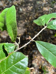 Sorocea sprucei