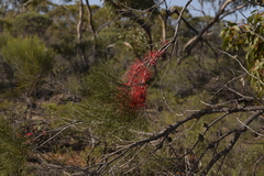 Hakea orthorrhyncha
