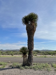 Yucca faxoniana