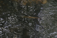 Lepisosteus platyrhincus