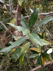 Olearia avicenniifolia