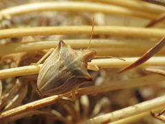 Ancyrosoma leucogrammes