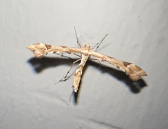 Platyptilia