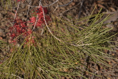 Hakea orthorrhyncha