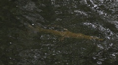 Lepisosteus platyrhincus