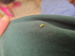 Hemiptera