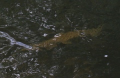 Lepisosteus platyrhincus