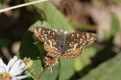 Phyciodes pulchella