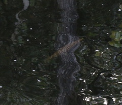 Lepisosteus platyrhincus