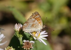 Phyciodes pulchella