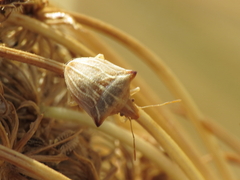 Ancyrosoma leucogrammes