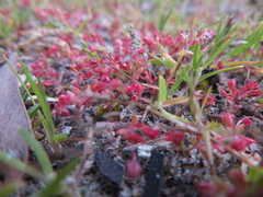 Crassula decumbens