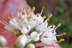Agathosma cerefolium