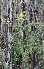 Solidago leavenworthii