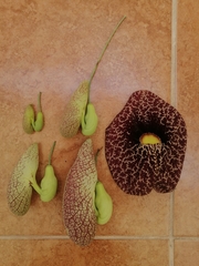 Aristolochia littoralis