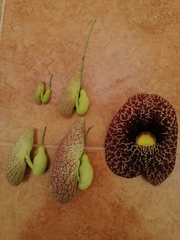 Aristolochia littoralis