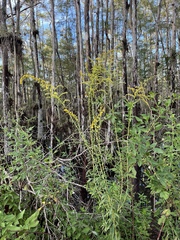Solidago leavenworthii