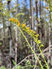 Solidago leavenworthii