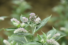 Mentha longifolia