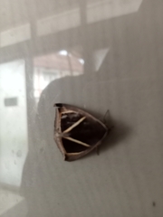 Chalciope