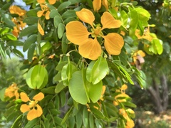 Gonopterodendron arboreum