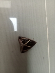Chalciope