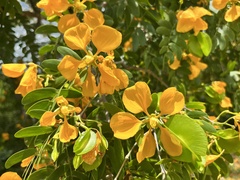 Gonopterodendron arboreum