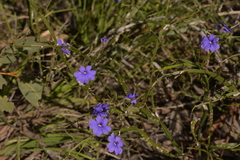 Dampiera lindleyi