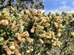 Weinmannia tomentosa