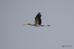 Mycteria ibis