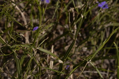 Dampiera lindleyi