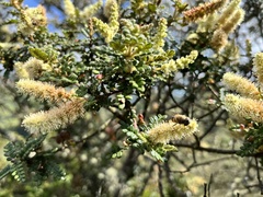 Weinmannia tomentosa