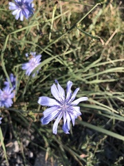 Cichorium