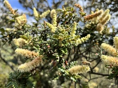 Weinmannia tomentosa