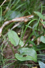 Maianthemum bifolium