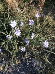 Cichorium