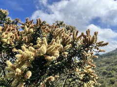 Weinmannia tomentosa