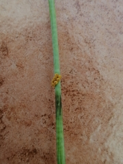 Battus polydamas polydamas