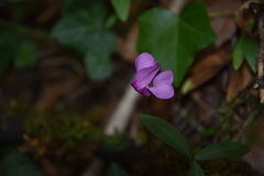 Cyclamen purpurascens