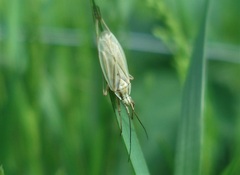 Acetropis longirostris