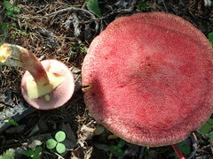 Suillus asiaticus