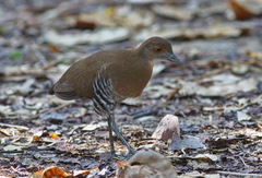 Rallina eurizonoides
