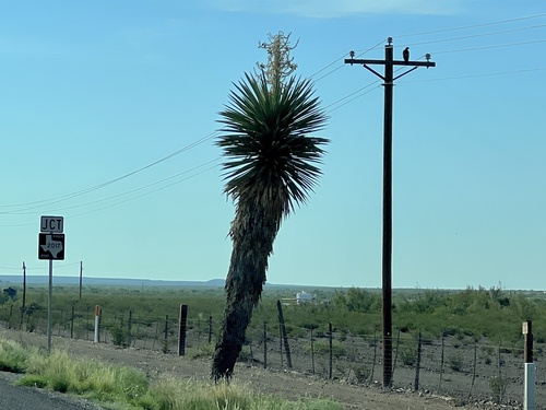 Yucca faxoniana