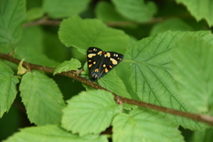 Callimorpha dominula