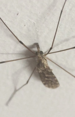 Diptera