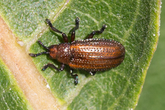 Microrhopala vittata