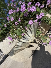 Iphiclides podalirius