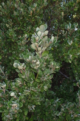 Correa alba