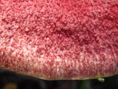 Suillus asiaticus